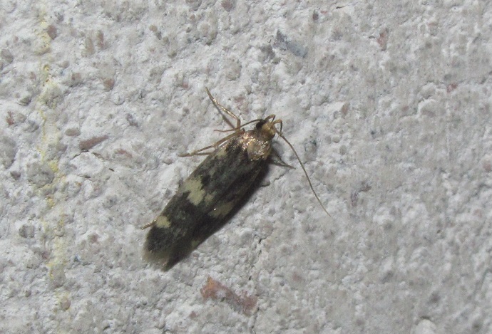 Oegoconia sp. (Autostichidae)? S, cfr. quadripuncta